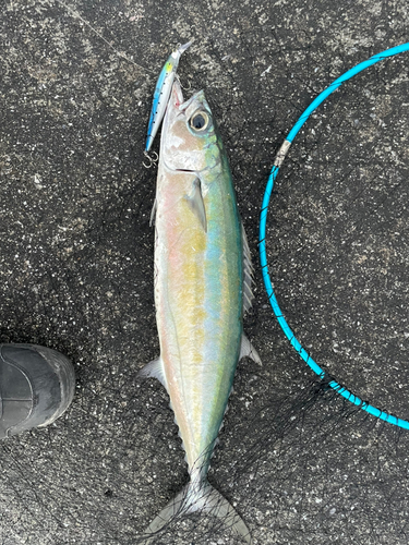 ニジョウサバの釣果