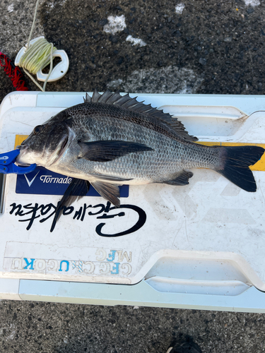 クロダイの釣果