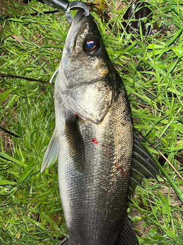 スズキの釣果