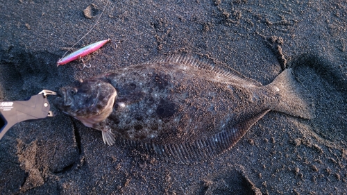 ヒラメの釣果