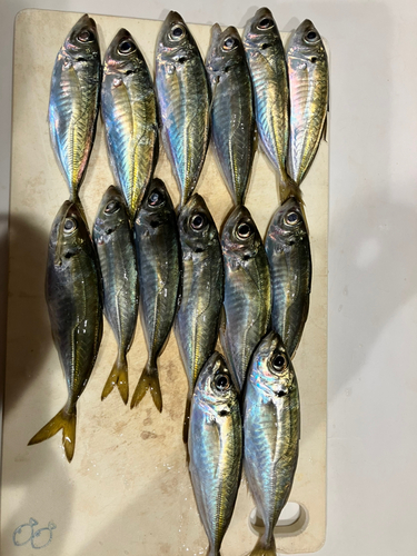 アジの釣果