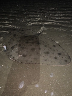 ツバクロエイの釣果