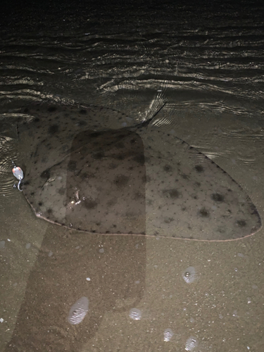 ツバクロエイの釣果