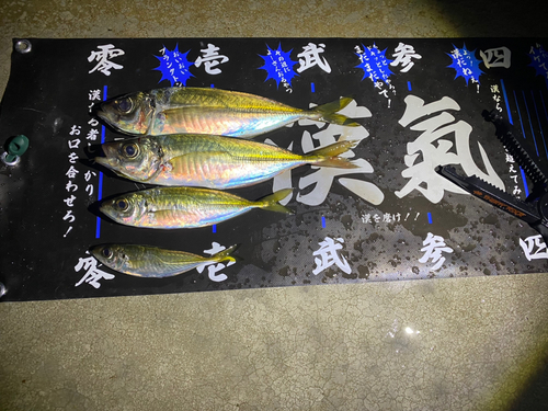 アジの釣果