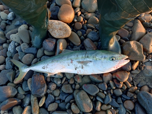 ハマチの釣果