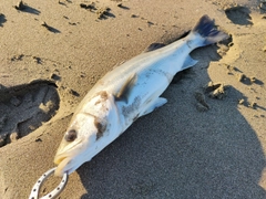 セイゴ（マルスズキ）の釣果