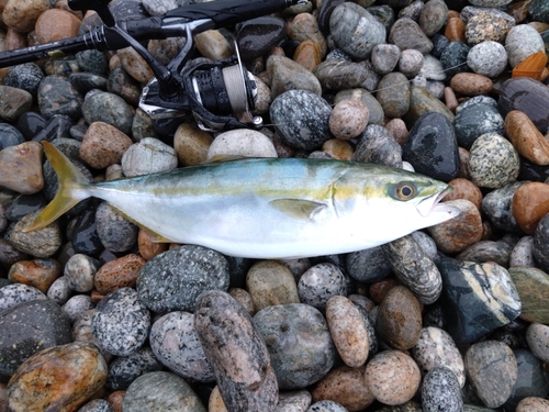 ツバイソの釣果