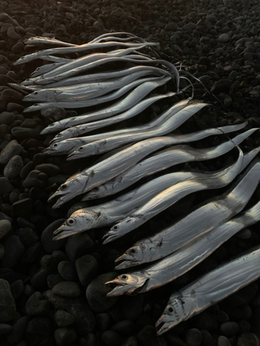 タチウオの釣果