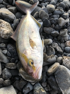 ショゴの釣果