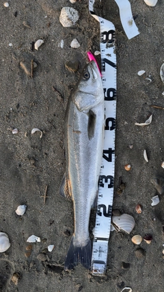 シーバスの釣果