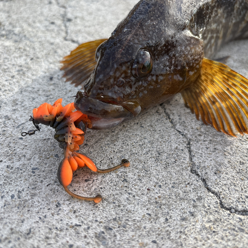 アイナメの釣果