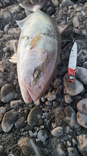 ショゴの釣果