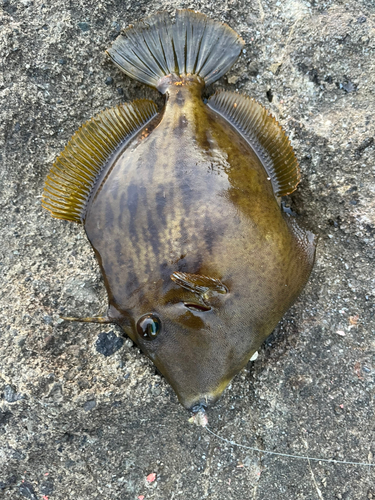 カワハギの釣果