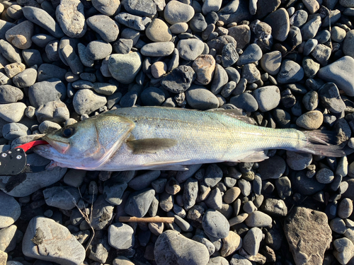 ヒラスズキの釣果