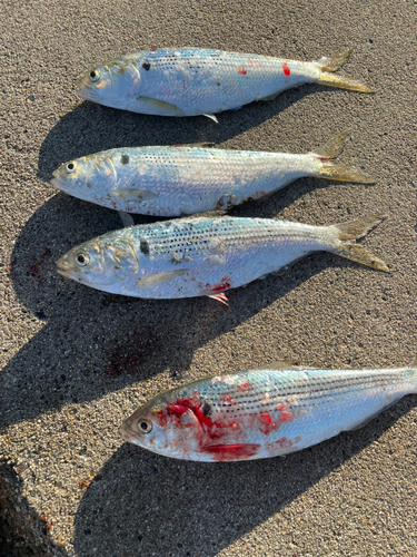 コノシロの釣果