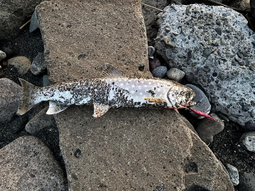 アメマスの釣果