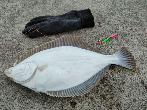 イシガレイの釣果