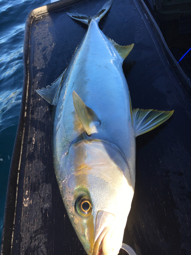 ヒラマサの釣果