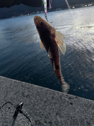 コチの釣果