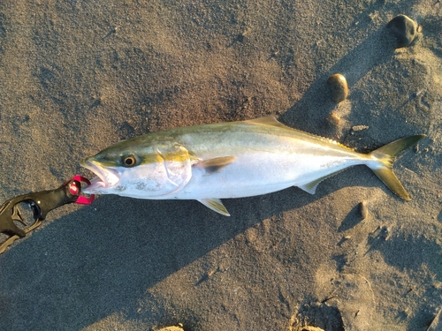 ワラサの釣果