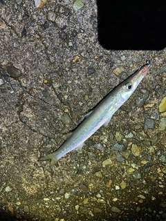 カマスの釣果