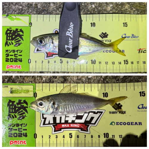 アジの釣果