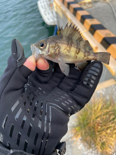 メバルの釣果