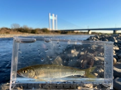 オイカワの釣果