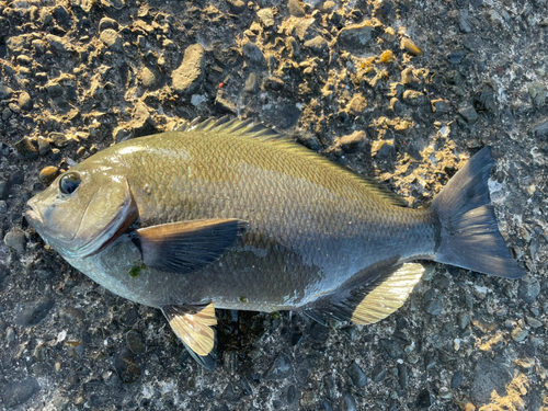 メジナの釣果