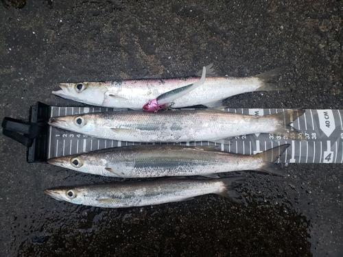 カマスの釣果