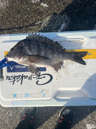 クロダイの釣果