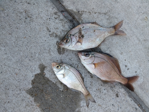 ウミタナゴの釣果