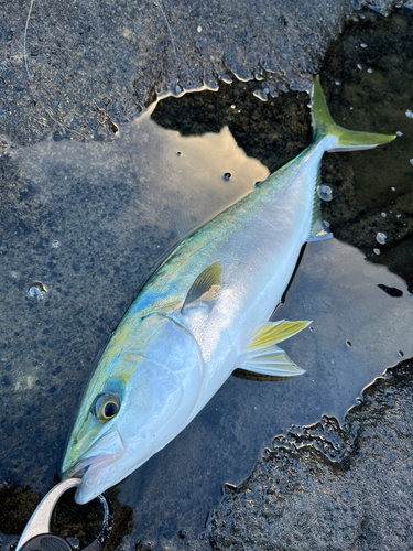 イナダの釣果