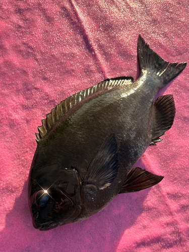 クチブトグレの釣果