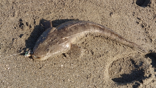 マゴチの釣果