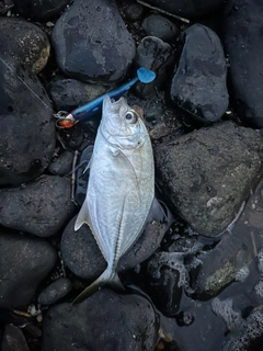 メッキの釣果