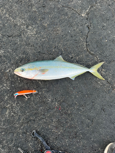 イナダの釣果