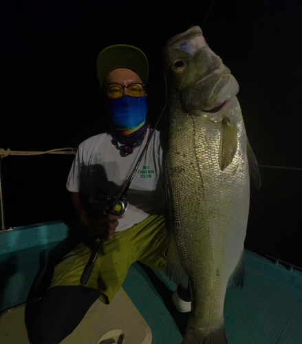 ヒラスズキの釣果