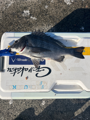 クロダイの釣果