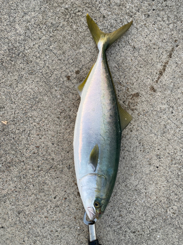 ハマチの釣果