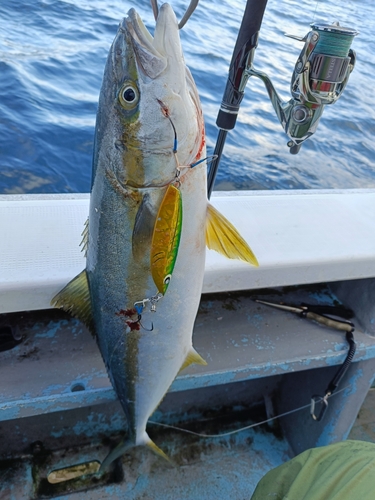 ヒラマサの釣果