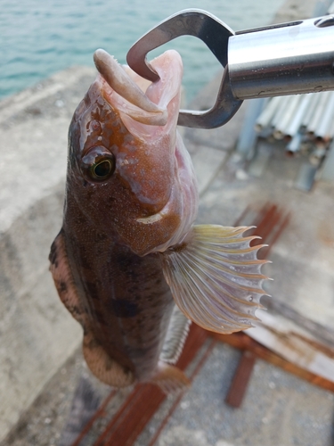 アイナメの釣果