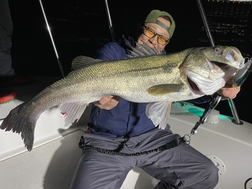 シーバスの釣果