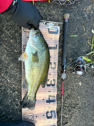 ブラックバスの釣果