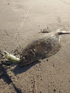 ヒラメの釣果