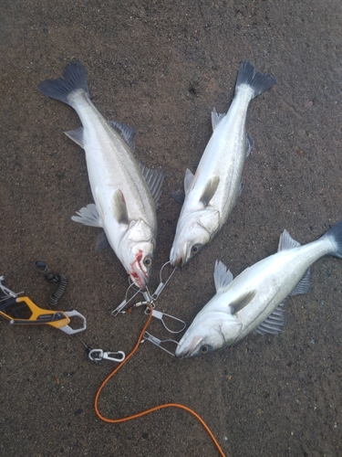 シーバスの釣果