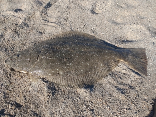 ヒラメの釣果