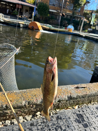 ニジマスの釣果