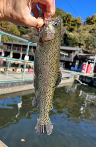 ニジマスの釣果