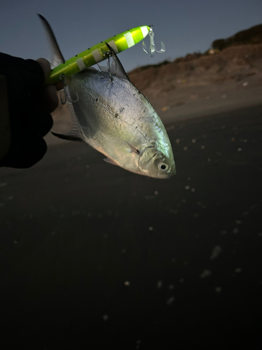 マルスズキの釣果